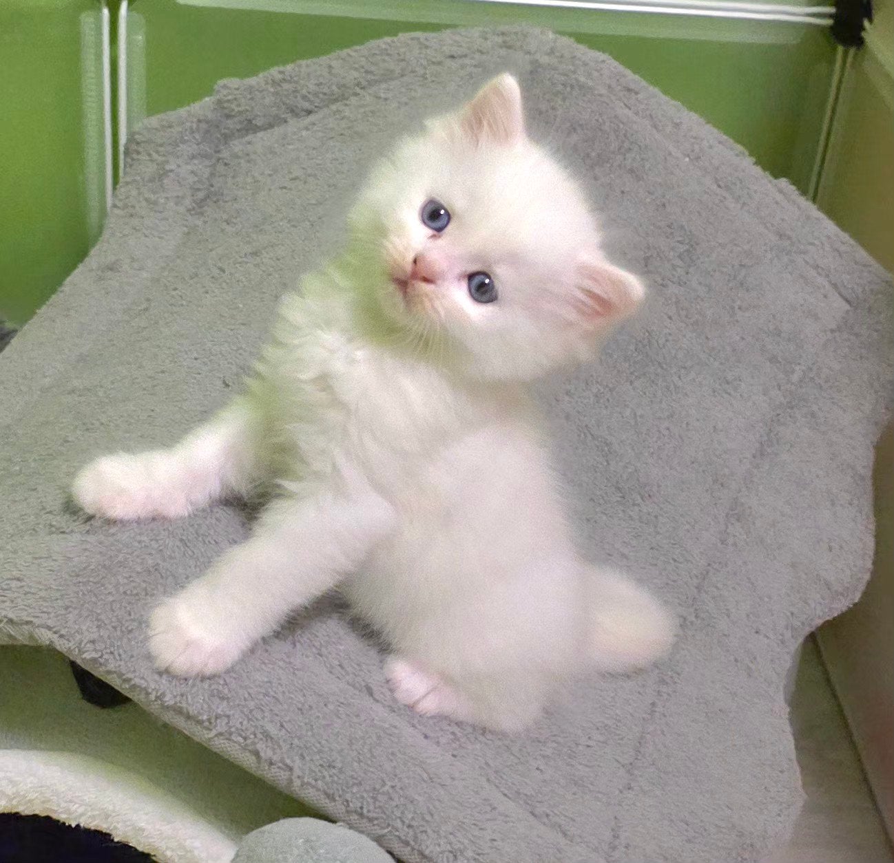 kittens Ragdoll kruising Lilac Point, Meerdere dieren, Langharig