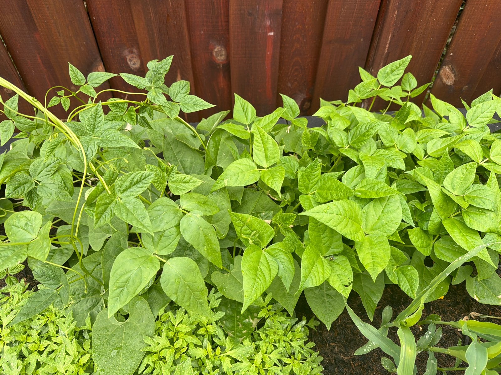 Stekjes te koop: bonen, tomaat, komkommer, courgette, pompoe, Tuin en Terras, Ophalen, Eenjarig, Groenteplanten