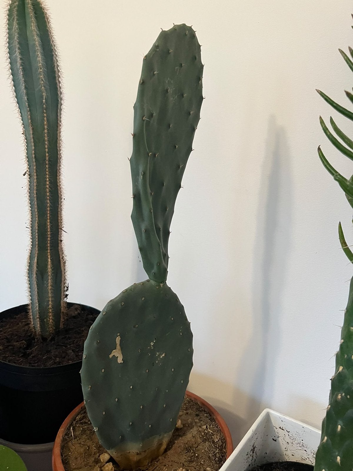 Cactus plant met pot €17, Huis en Inrichting, Ophalen, Cactus, Volle zon, Minder dan 100 cm