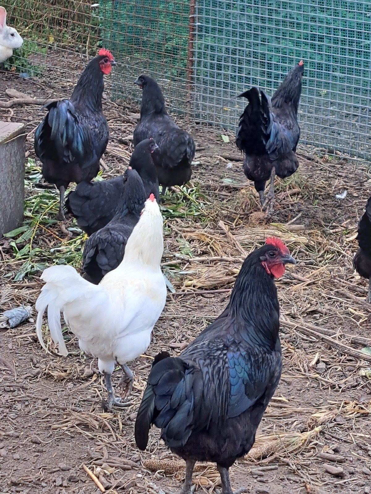 te koop gevraagd, Dieren en Toebehoren