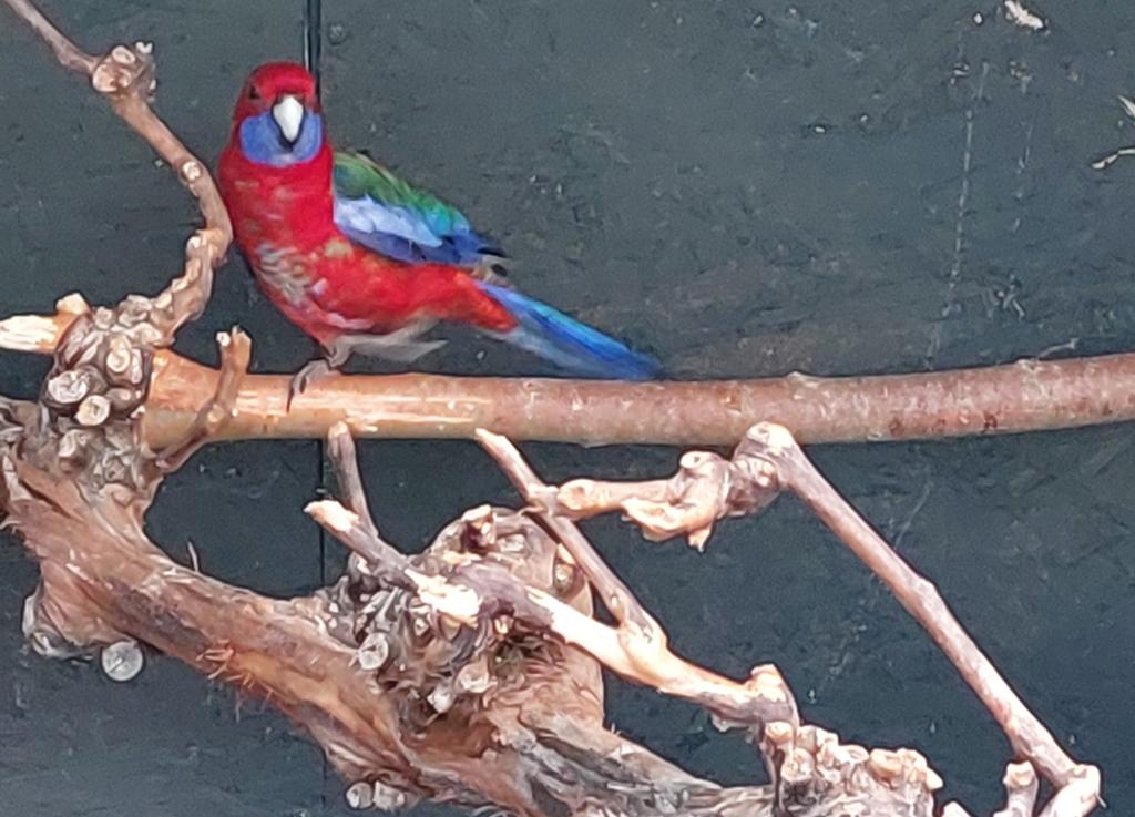 Mooi jong koppel wildkleur penant rosella's 2025, Dieren en Toebehoren, Meerdere dieren, Parkiet, Geringd