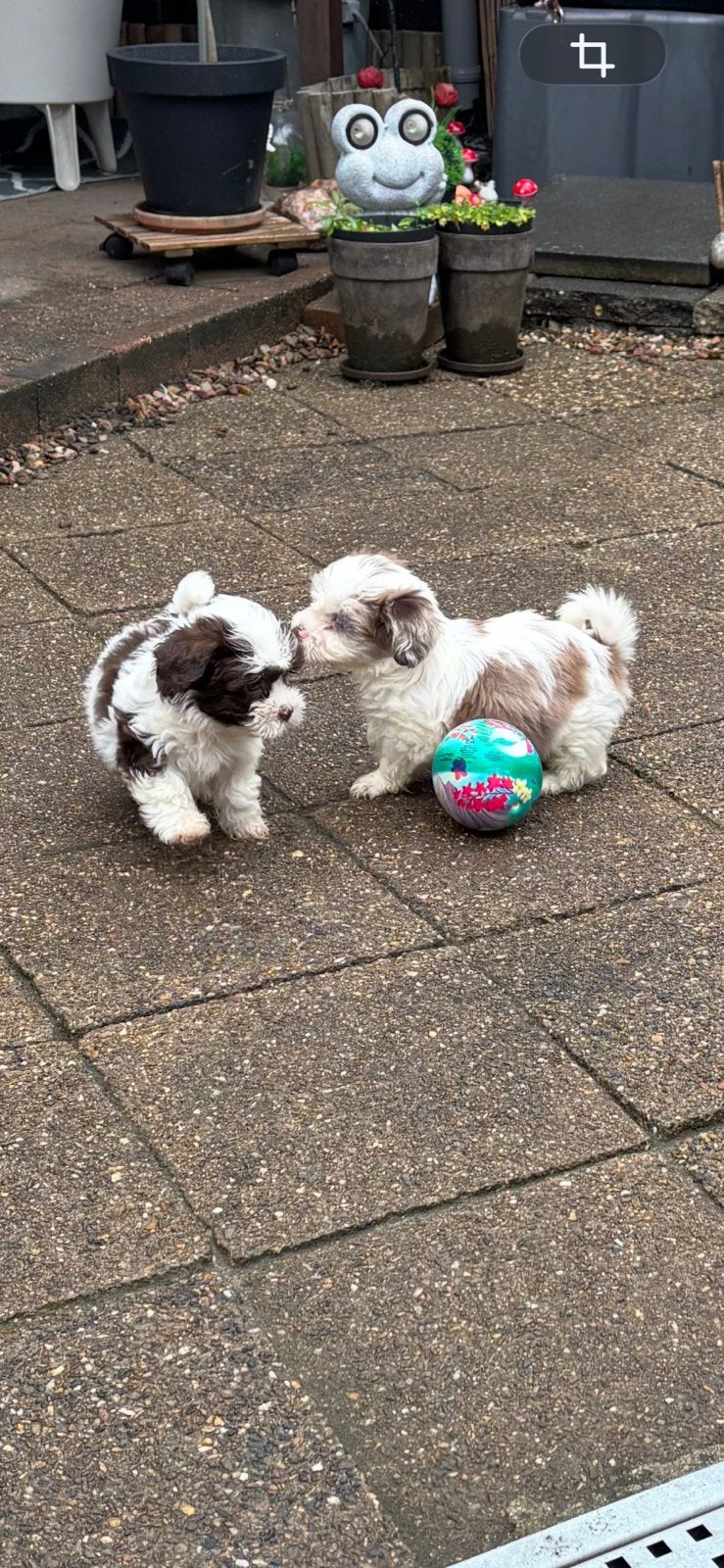 Shih tzu pups, Overige rassen, Meerdere, Meerdere dieren, Nederland
