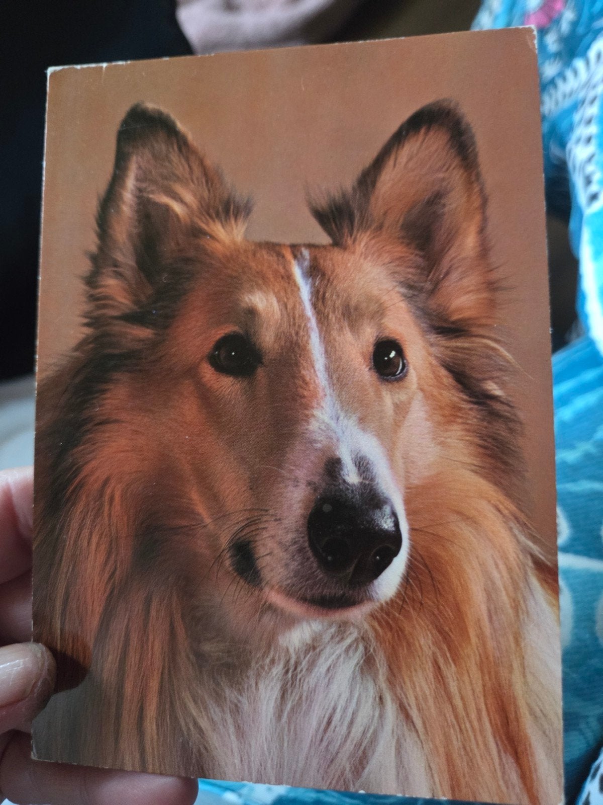 Vintage Ansichtkaart Collie Hond - Ongelopen, Ophalen of Verzenden, 1980 tot heden, Ongelopen