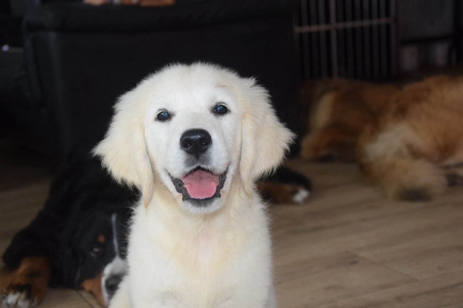 Golden retriever teefje, Dieren en Toebehoren, 8 tot 15 weken, Teef, Eén hond, Parvo