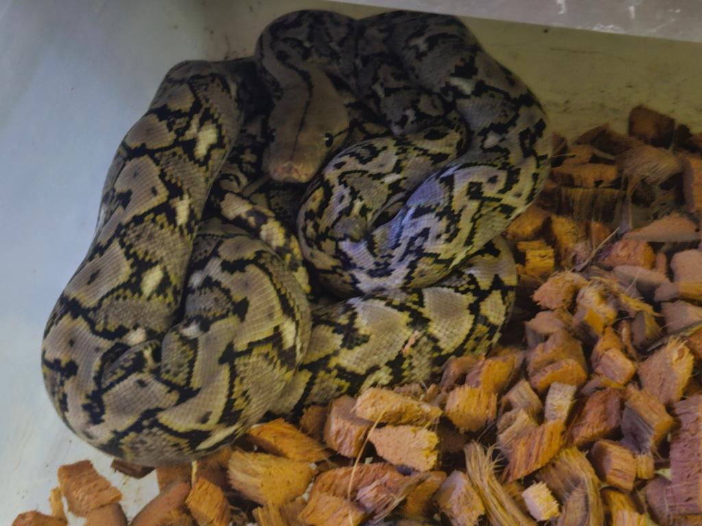 couples 1.1 python reticulatus KAROMPA  super nain F1 Reticulated Python - male for sale from reptile900