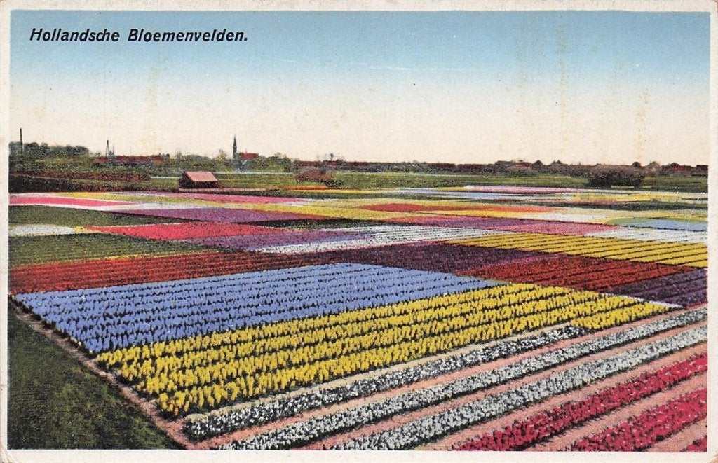 702-255-045 Hollandsche Bloemenvelden, Ophalen of Verzenden, Voor 1920, Noord-Holland