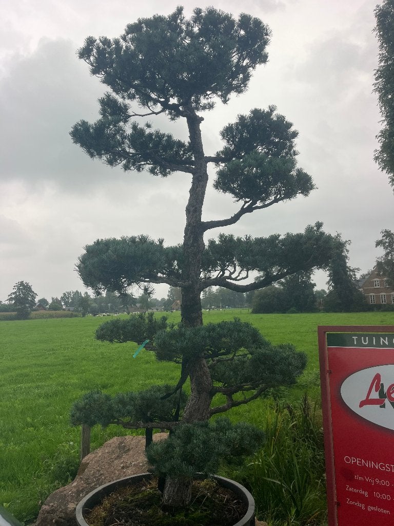 Bonsai, PINUS PENTAPHYLLA +/- 80 jaar oud  € 3850,=, Bloeit niet, Halfschaduw, Overige soorten, 250 tot 400 cm