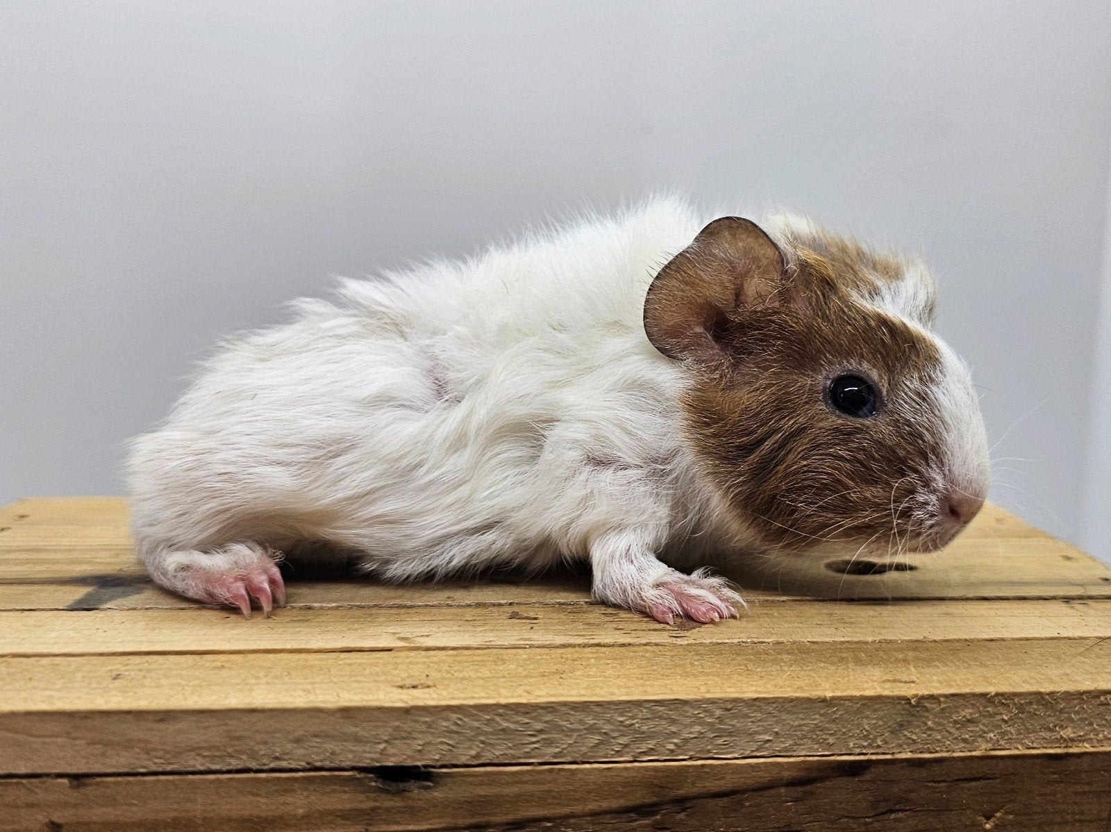 Skinnydrager zeugje, Cavia, Vrouwelijk, Mei, Tam