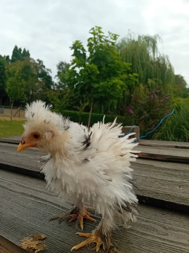 Zijdehoen kuikens, Dieren en Toebehoren, Geslacht onbekend, Kip