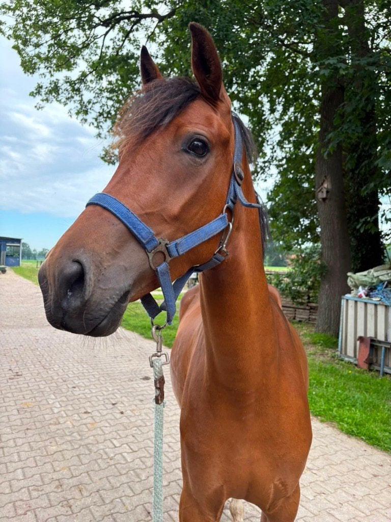 NIEUW AANBOD Recreatie/sport pony's en paarden vanaf 3 jaar, Met stamboom, Dressuurpony, 3 tot 6 jaar, L
