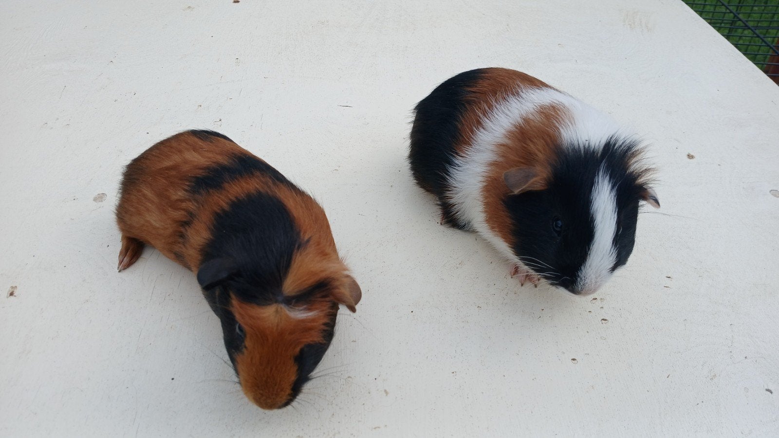Jonge cavia beertjes, Dieren en Toebehoren, Mei, Mannelijk, Cavia