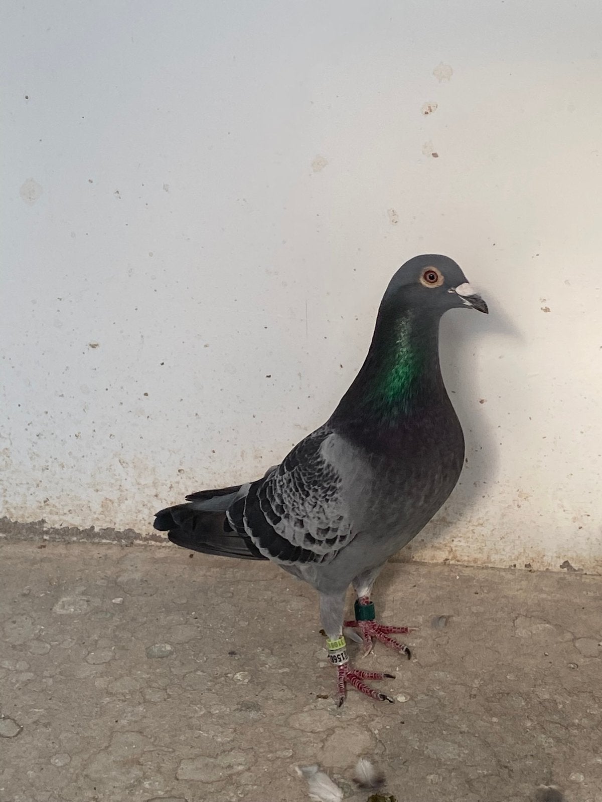 Jaarling doffer 2025, Dieren en Toebehoren, Vogels | Duiven, Mannelijk, Postduif