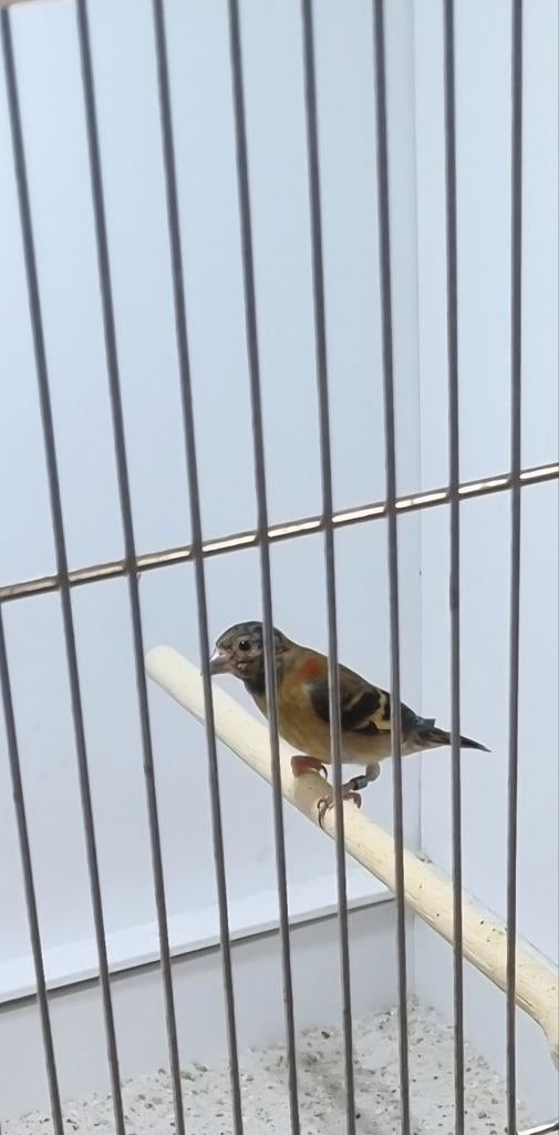 Kapoetsensijs 2026, Dieren en Toebehoren, Mannelijk, Geringd