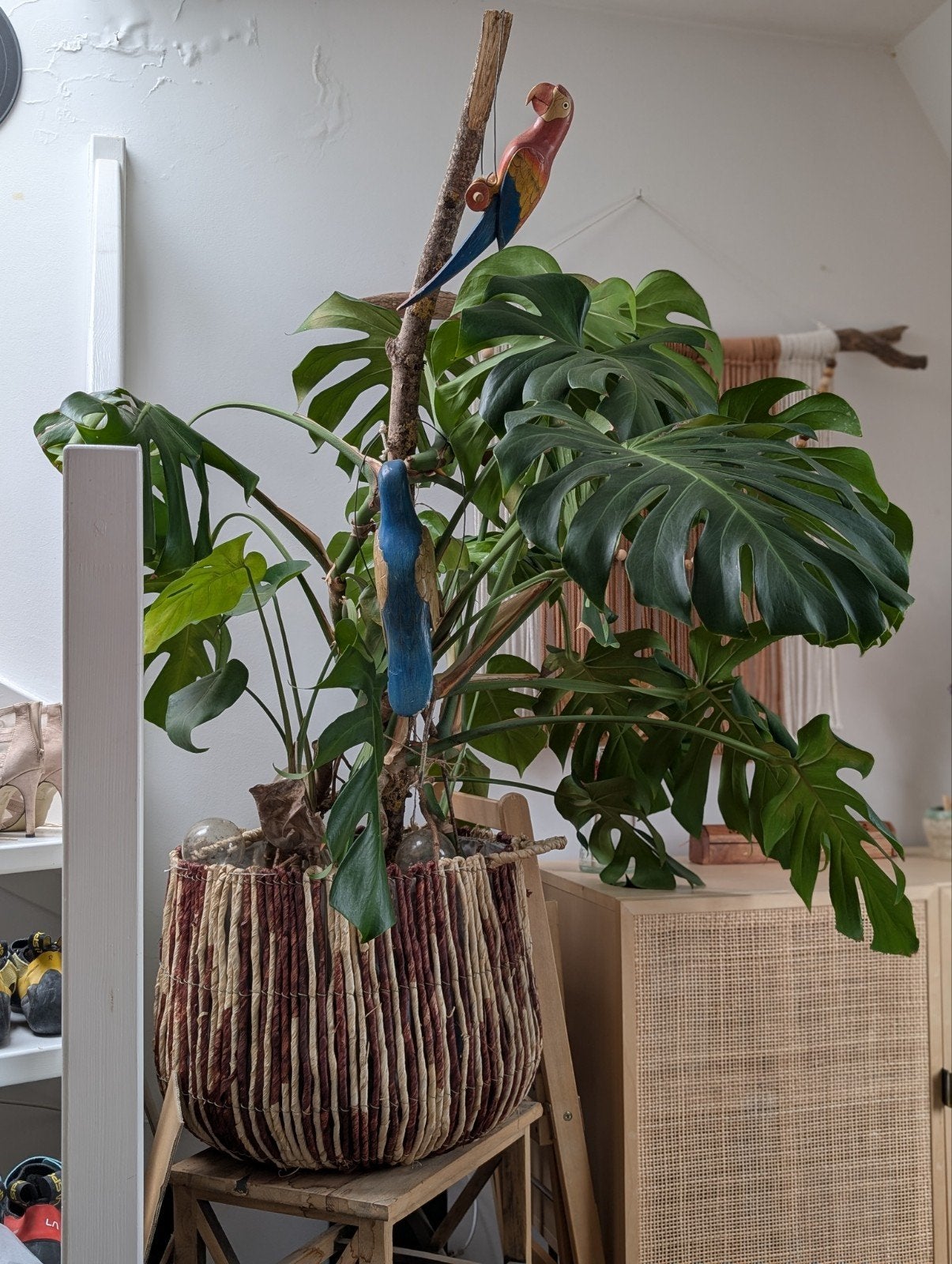 Grote Monstera Deliciosa kamerplant in pot, Ophalen, In pot, Halfschaduw, Minder dan 100 cm