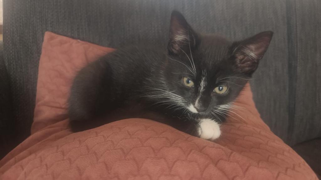 Speelse kitten te koop, Kater