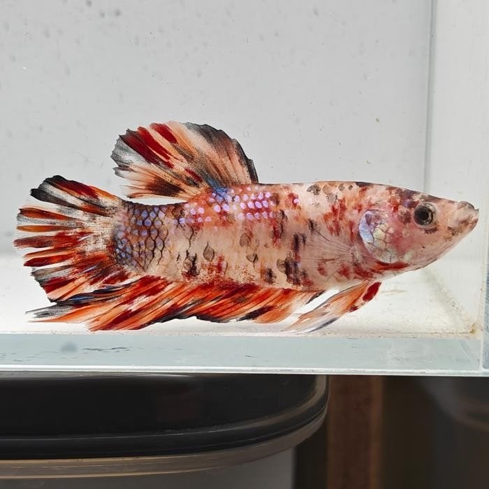 Betta splendens man 31, Vis