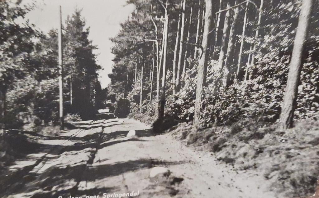 Fotokaart Ootmarsum - Boslaan naar Springendal - 1964, Ophalen of Verzenden, 1960 tot 1980, Gelopen