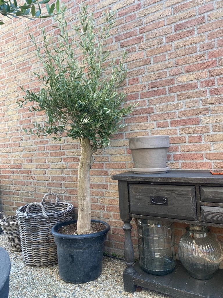Olijfboom Olea Europaea Blije olijfbomen.Winter harde bomen, Lente, 100 tot 250 cm, Olijfboom, Ophalen