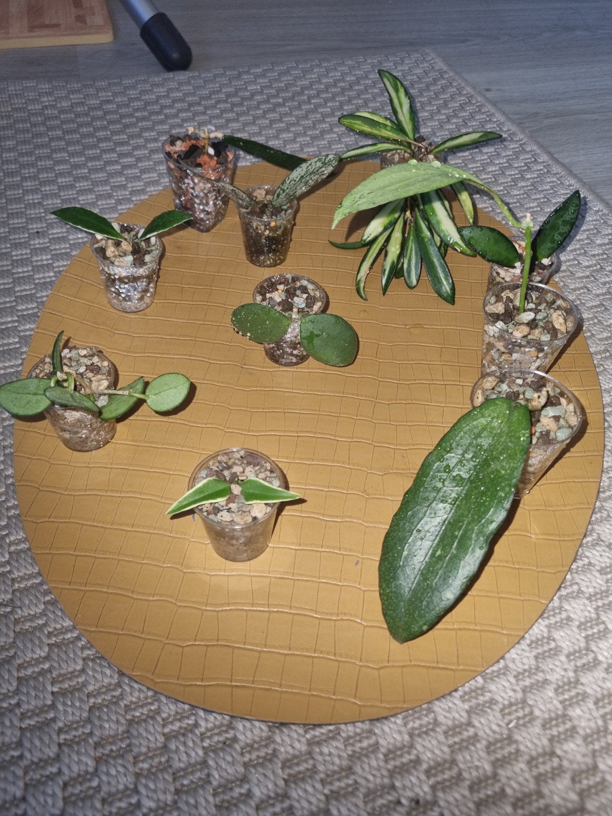 Hoya stekjes pakket 10x voor €25!, Ophalen of Verzenden, Halfschaduw, Minder dan 100 cm