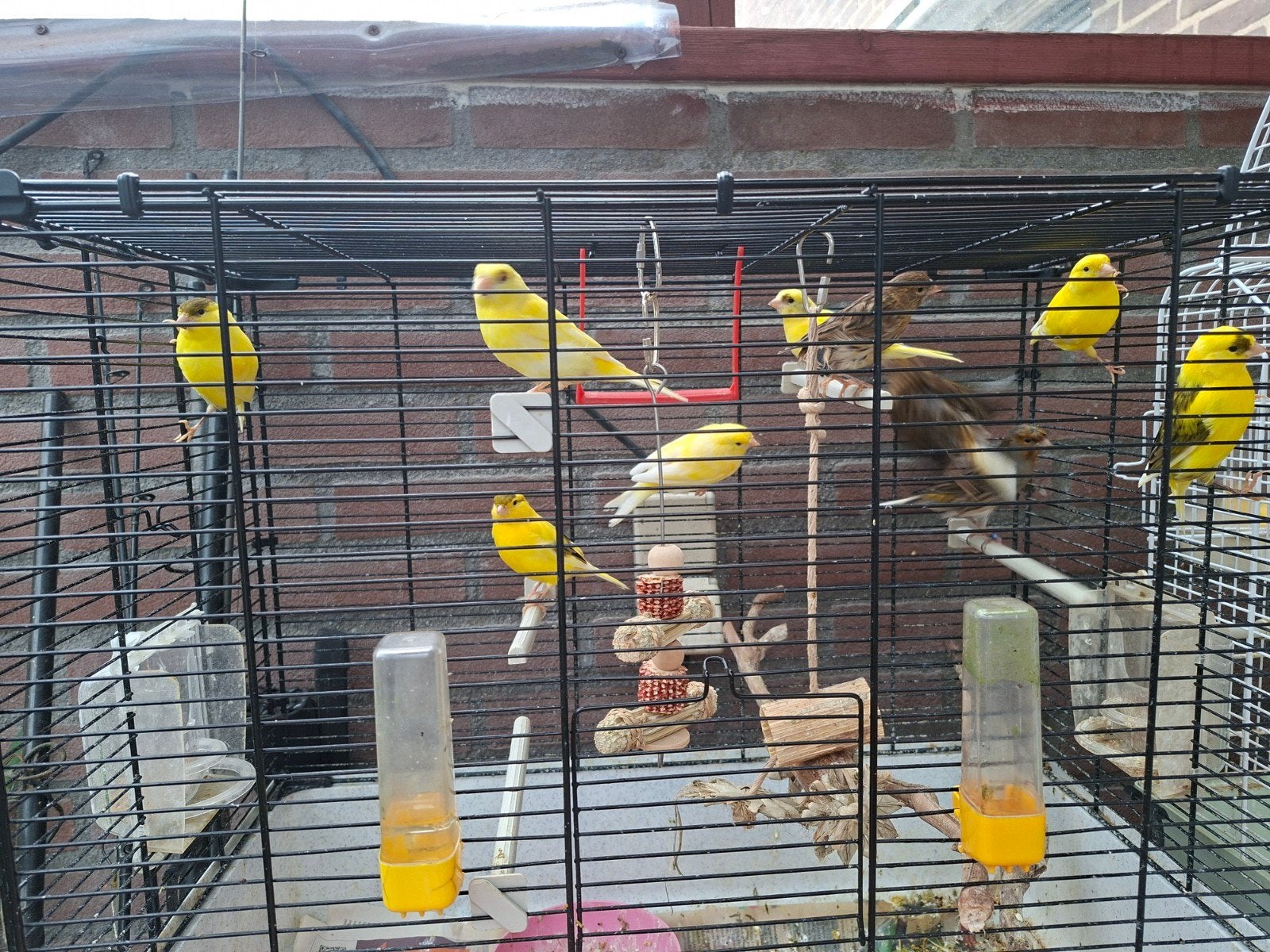 Kanaries versilende kleuren., Dieren en Toebehoren, Meerdere dieren, Kleurkanarie