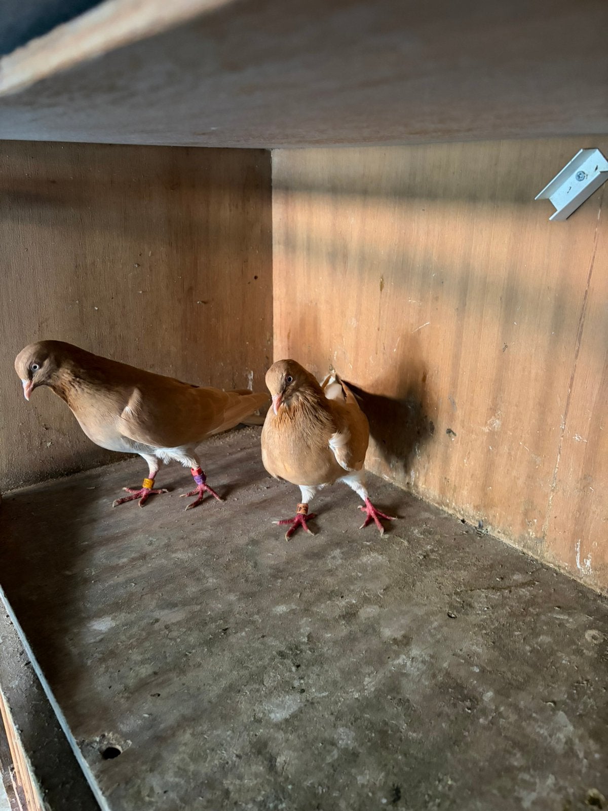 Te koop 1 koppel tipplers, Dieren en Toebehoren, Meerdere dieren, Overige soorten