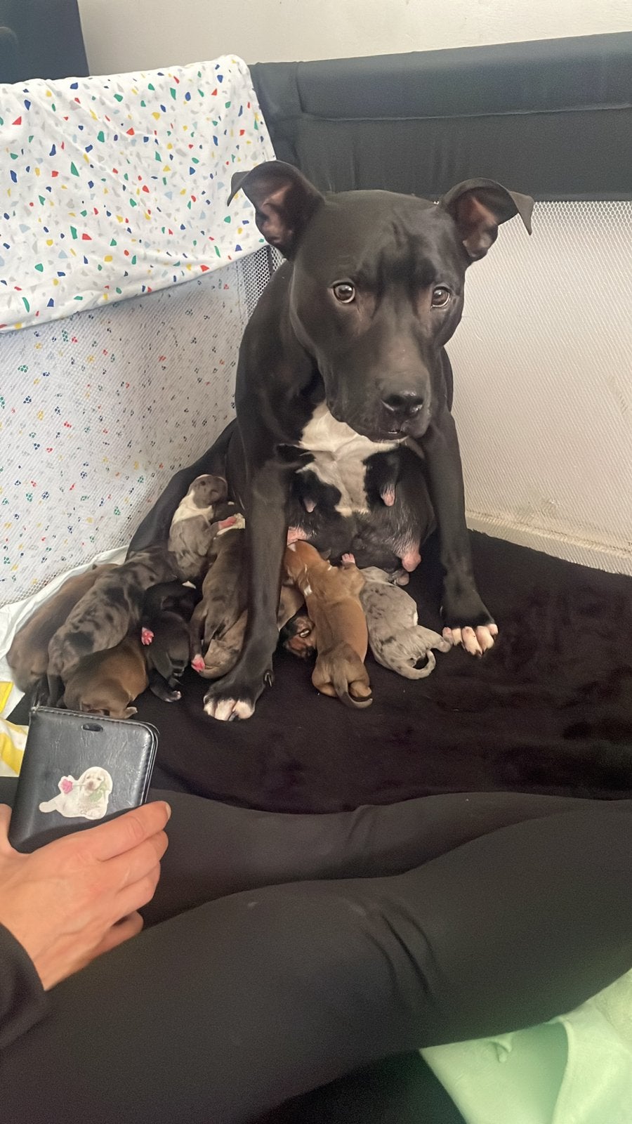 american pitbull / bully puppies, 8 tot 15 weken, Parvo, Meerdere, Meerdere dieren