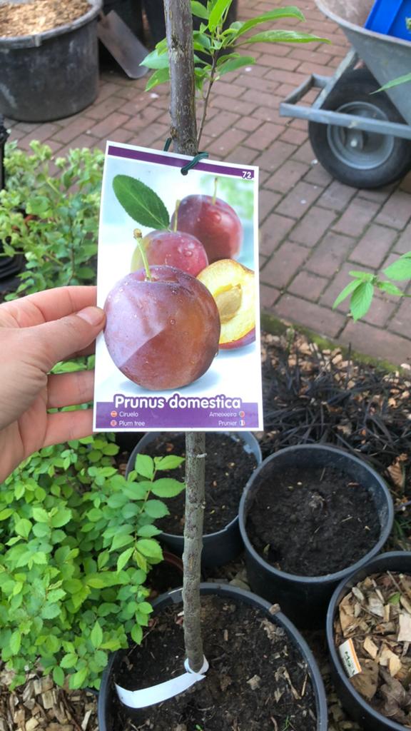 Half stam pruimenboom, Ophalen, Overige soorten, Volle zon, In pot