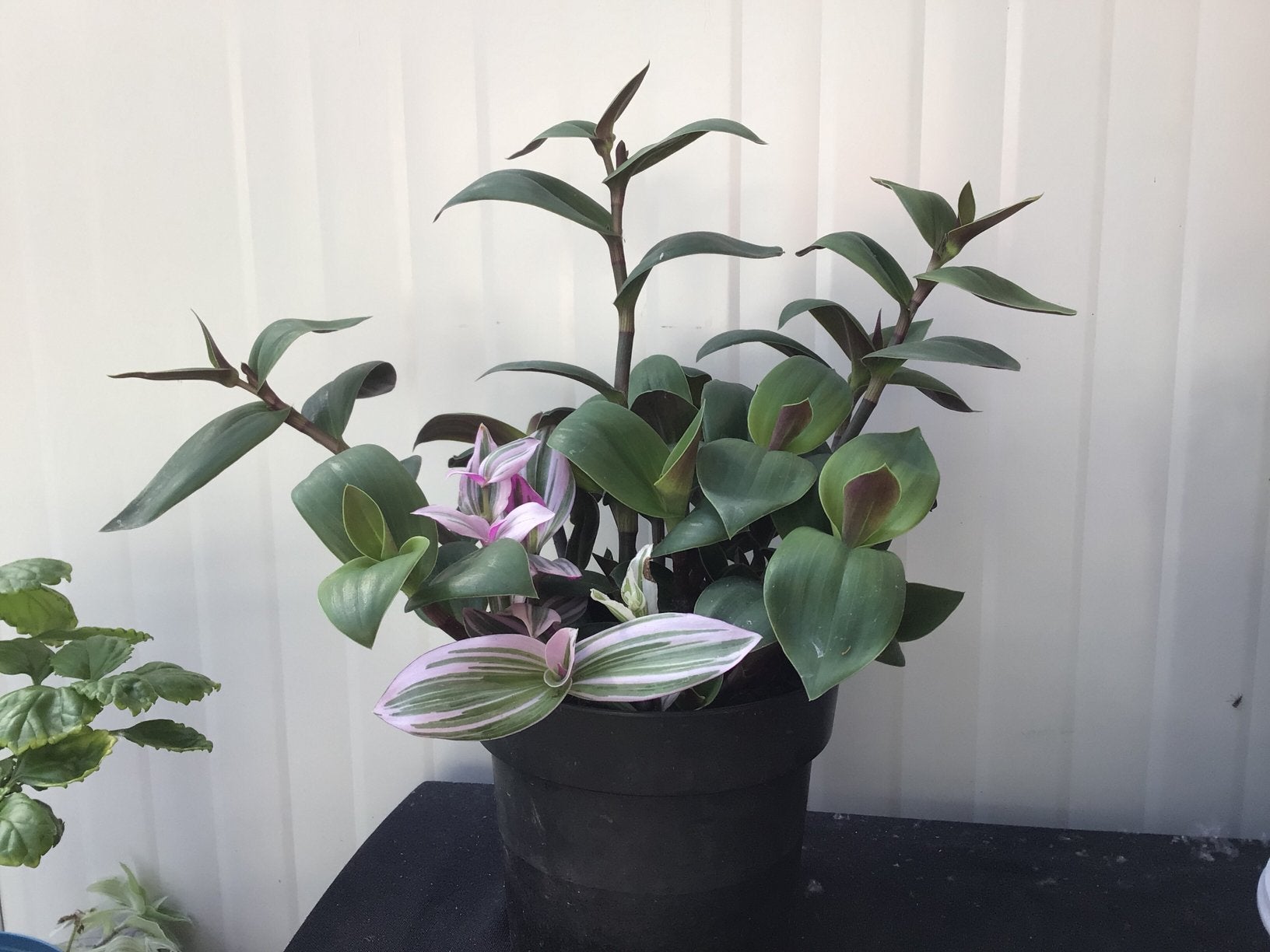 Tradescantia, Huis en Inrichting, Ophalen, Halfschaduw, Minder dan 100 cm