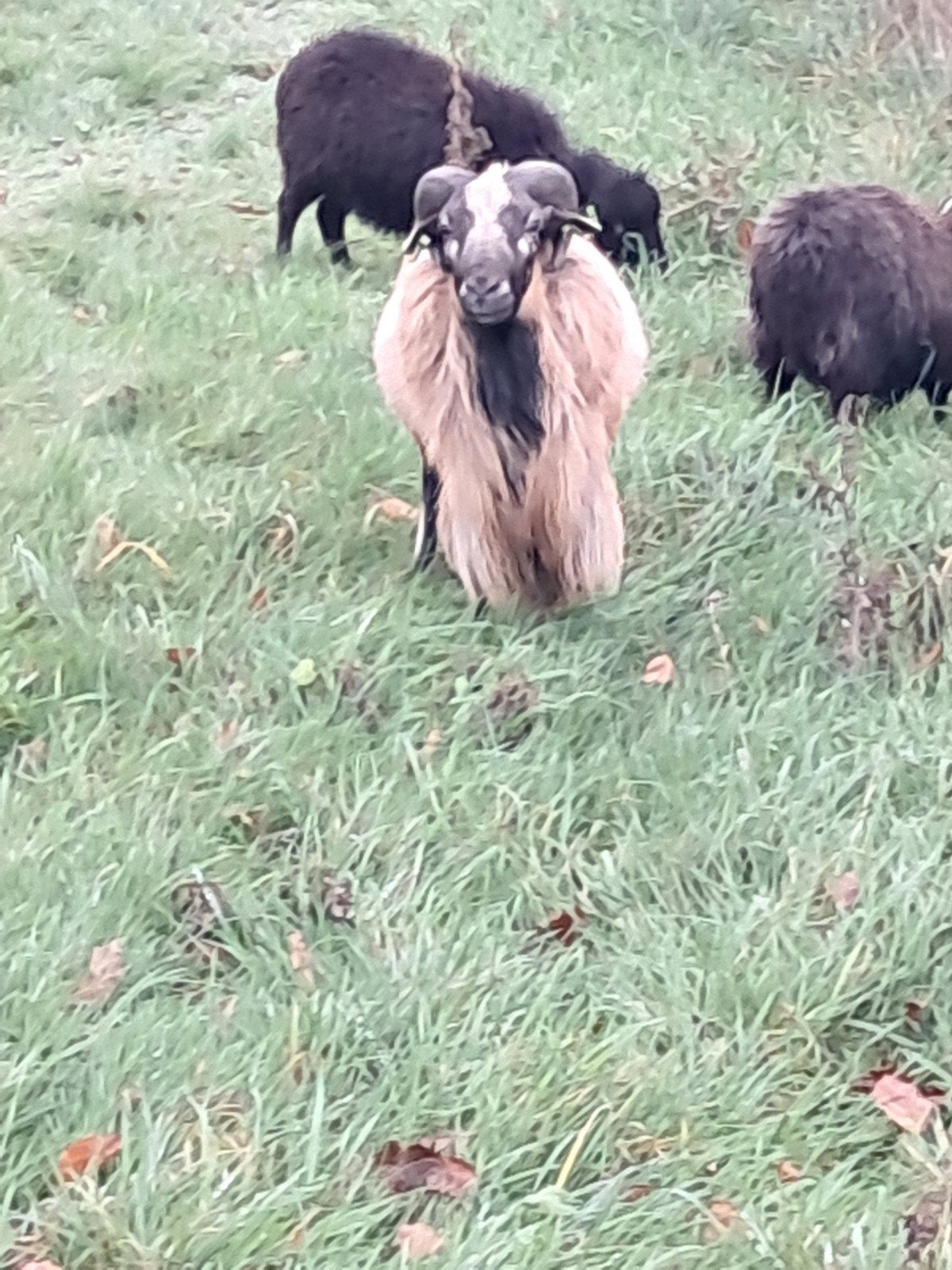 Te koop, Mannelijk, Schaap