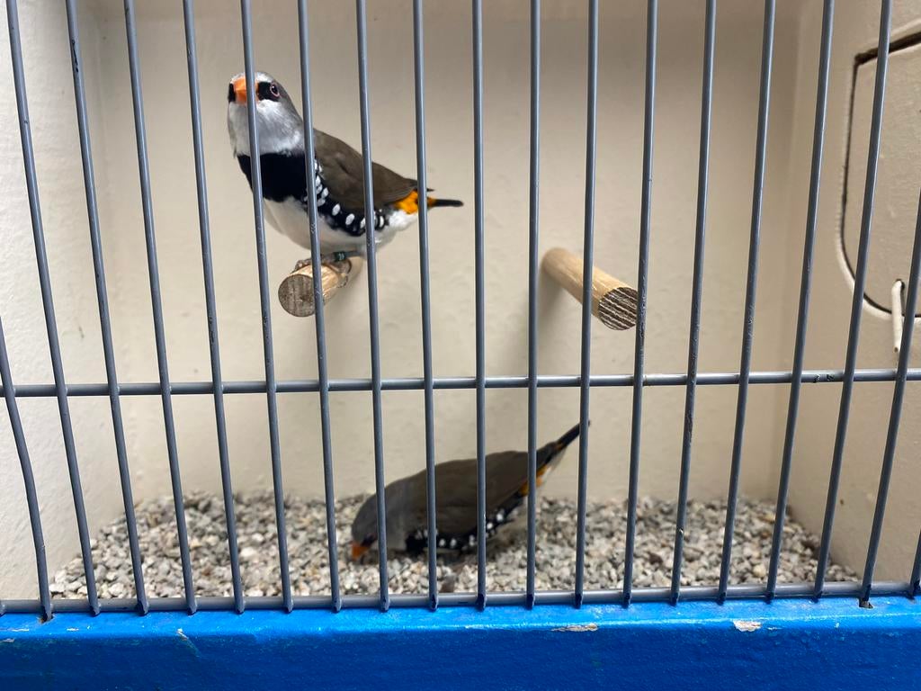 Koppel Diamantvinken, Geelsnavel!, Dieren en Toebehoren, Vogels | Overige Vogels, Meerdere dieren