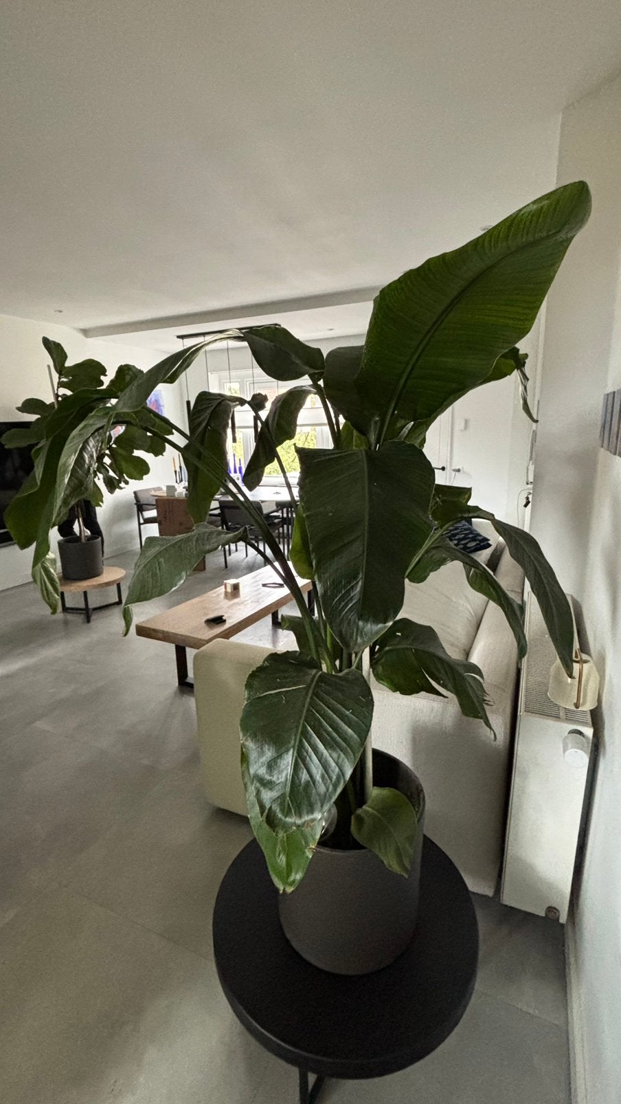 Vioolbladplant incl. pot, Huis en Inrichting, Kamerplanten, Ophalen, Ficus, Halfschaduw
