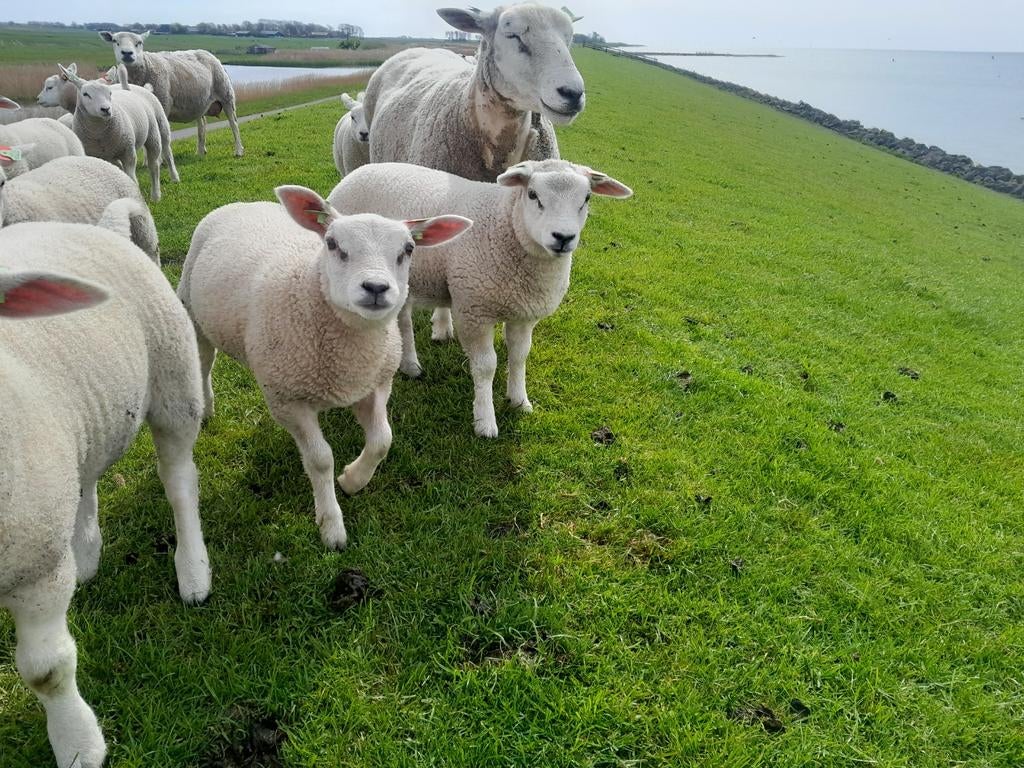 Ooilammeren te koop, Dieren en Toebehoren, Vrouwelijk, Schaap