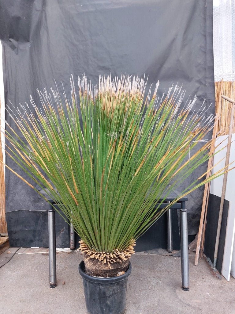 Dasylirion miquihuanesis 26, 160 cm, stam 35 cm, Ophalen of Verzenden, Vaste plant, Overige soorten, Volle zon