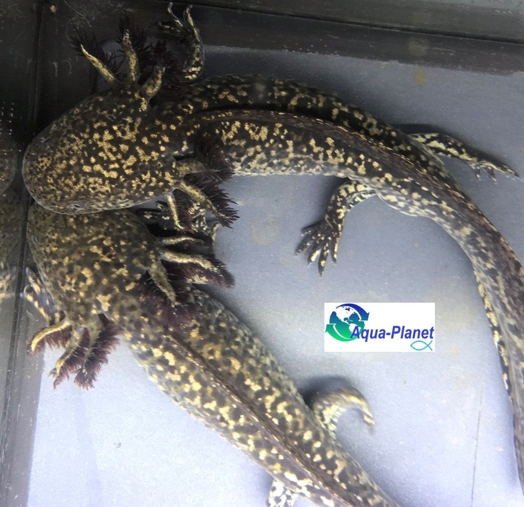 Axolotl - Starburst Grade SS, Dieren en Toebehoren, Amfibie, Tam, 0 tot 2 jaar