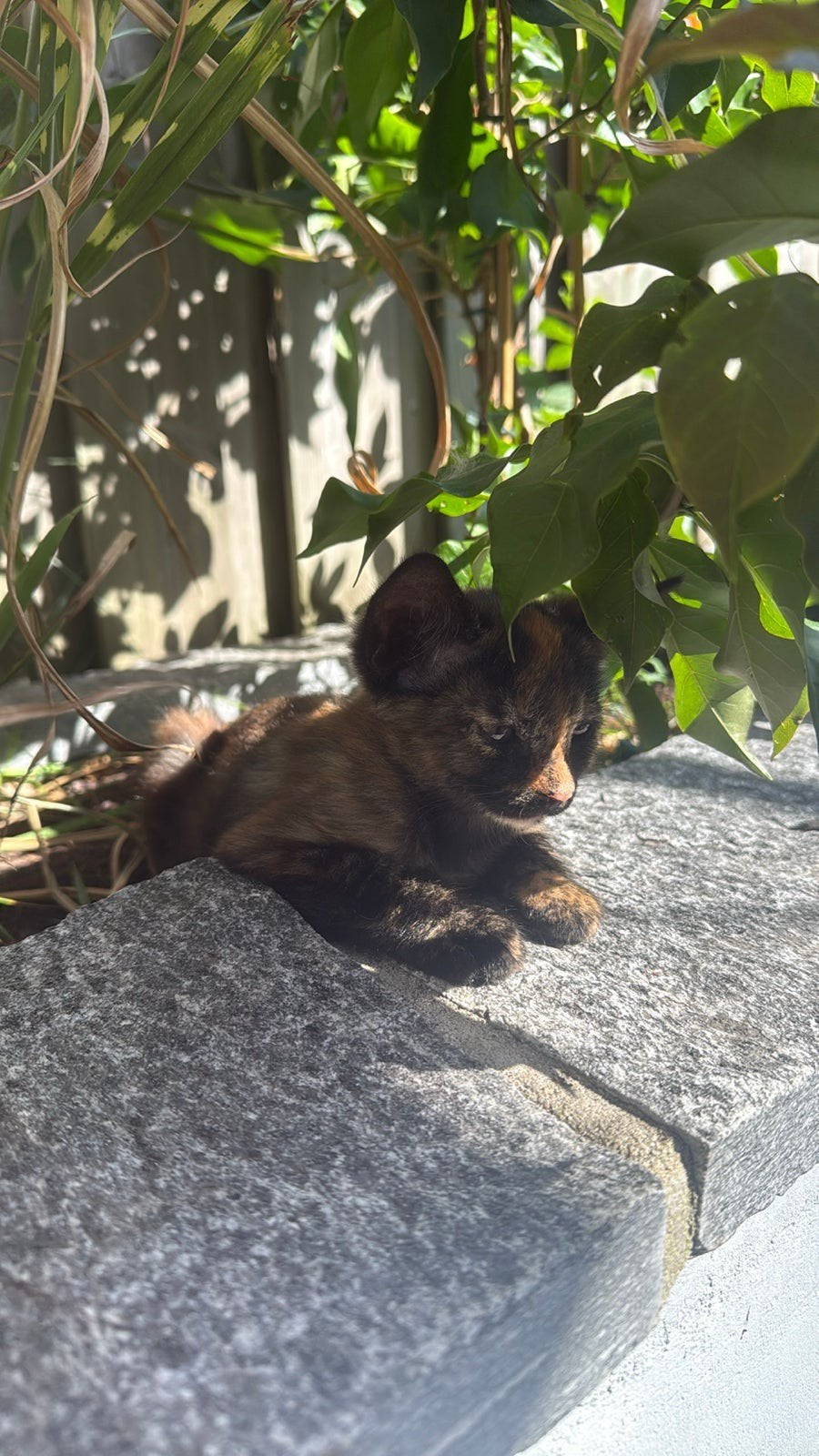 Lieve kitten zoekt een warm mandje, Meerdere dieren, Kortharig, 0 tot 2 jaar