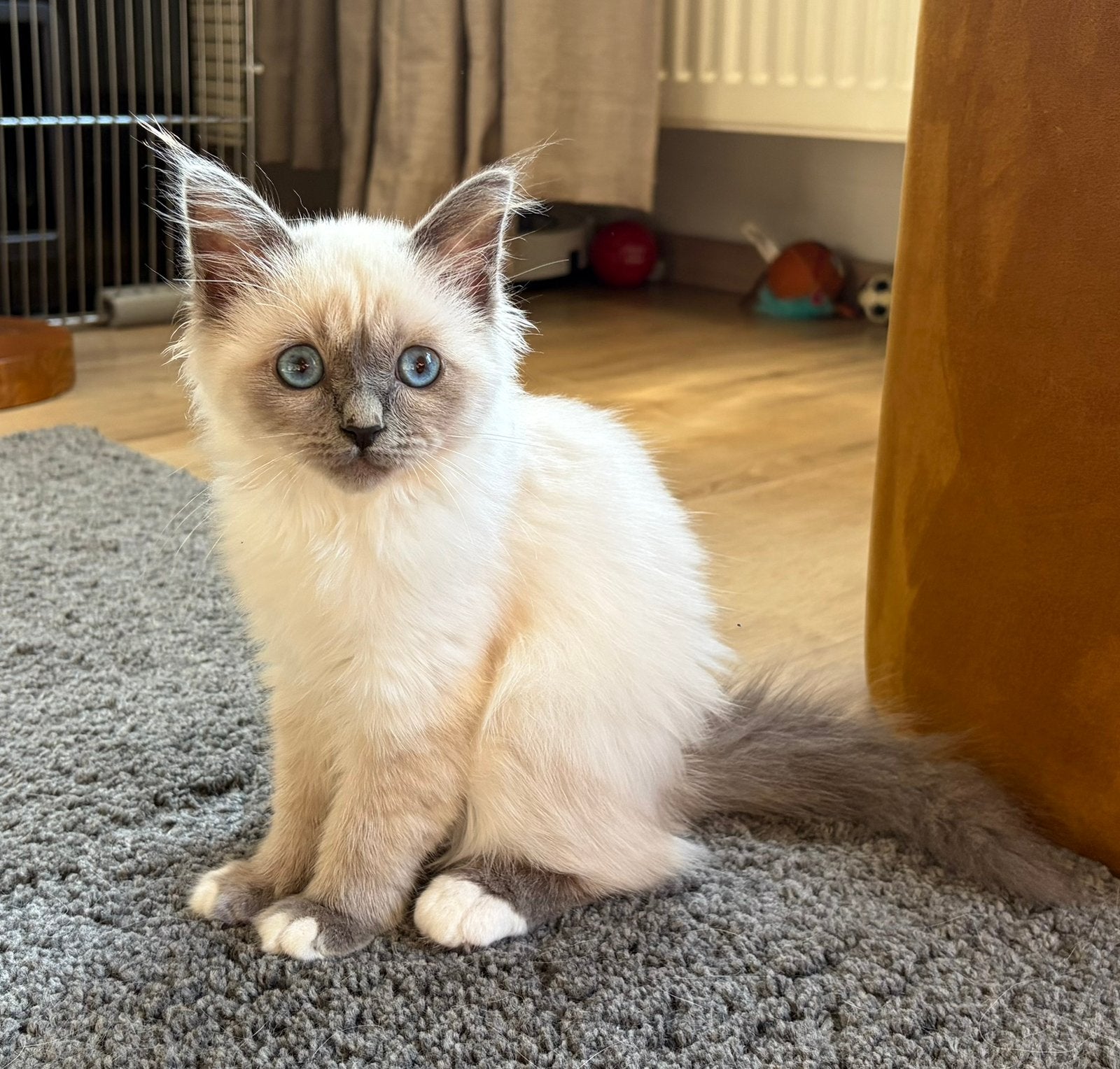 Heilige birmaan kittens met stamboom €1000,-, Dieren en Toebehoren, Katten en Kittens | Raskatten | Langhaar, Poes, Gechipt