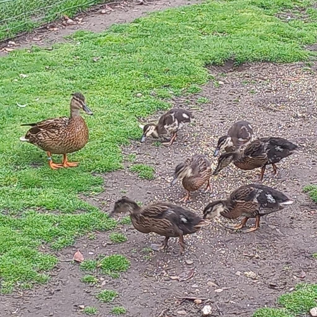 Jonge wilde eenden, Dieren en Toebehoren, Pluimvee, Meerdere dieren, Eend