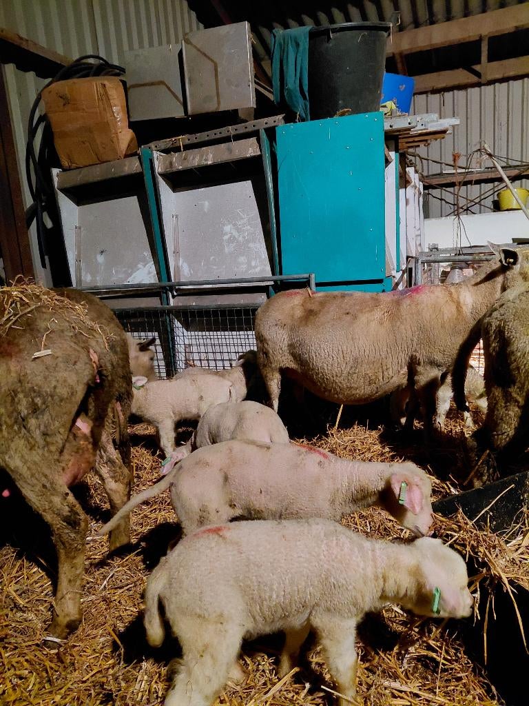 Zoogstellen, Meerdere dieren, Schaap