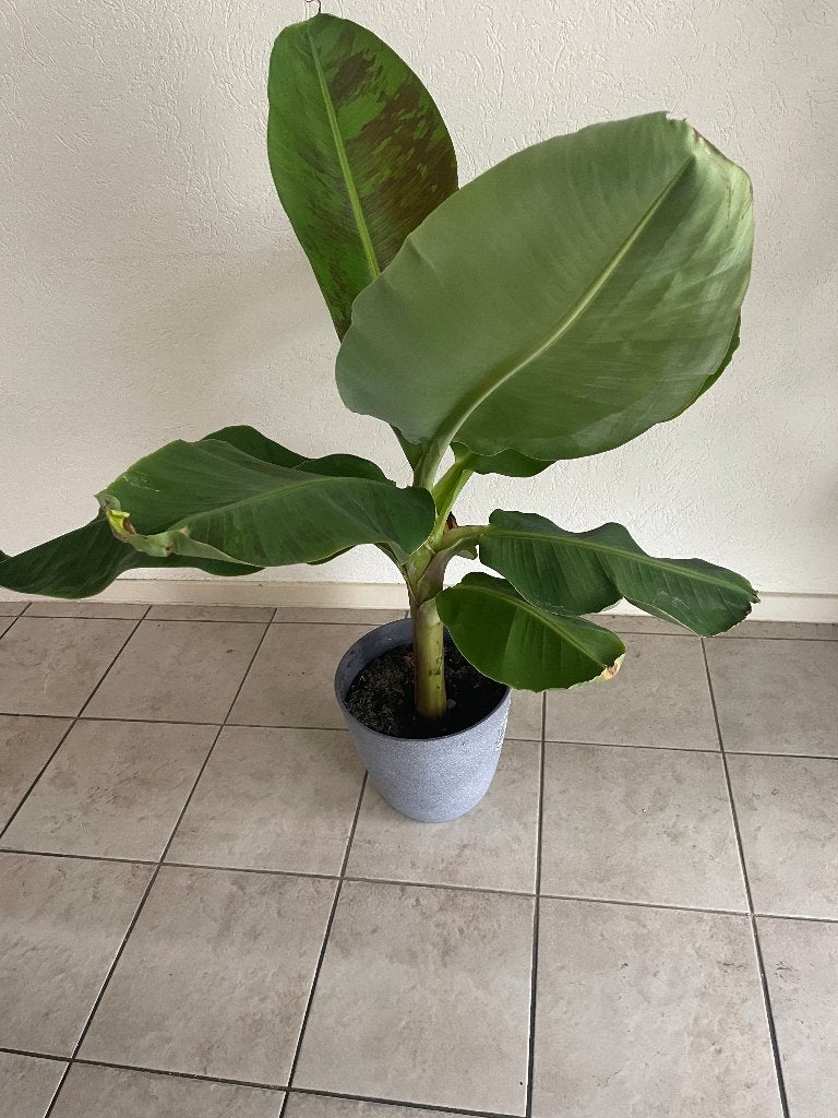 Bananenplanten, Overige soorten, Volle zon, Eenjarig, Ophalen of Verzenden