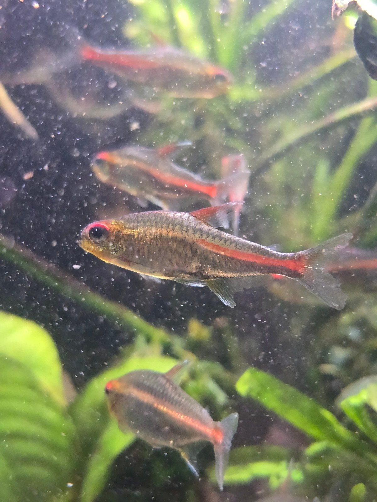Vuurneon, Dieren en Toebehoren, Vis
