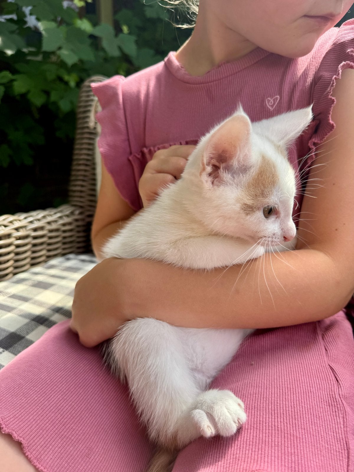 Twee lieve boerderij kittens, Dieren en Toebehoren, Poes