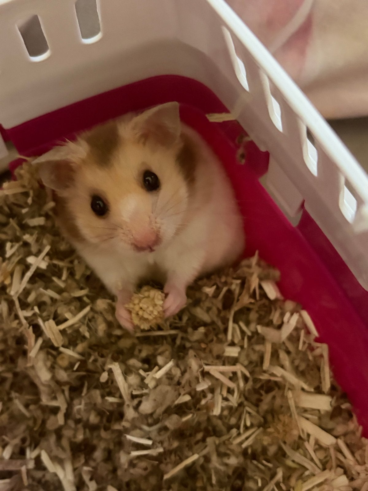 Goudhamster, Dieren en Toebehoren, Knaagdieren, Hamster, Mannelijk, Mei, Tam