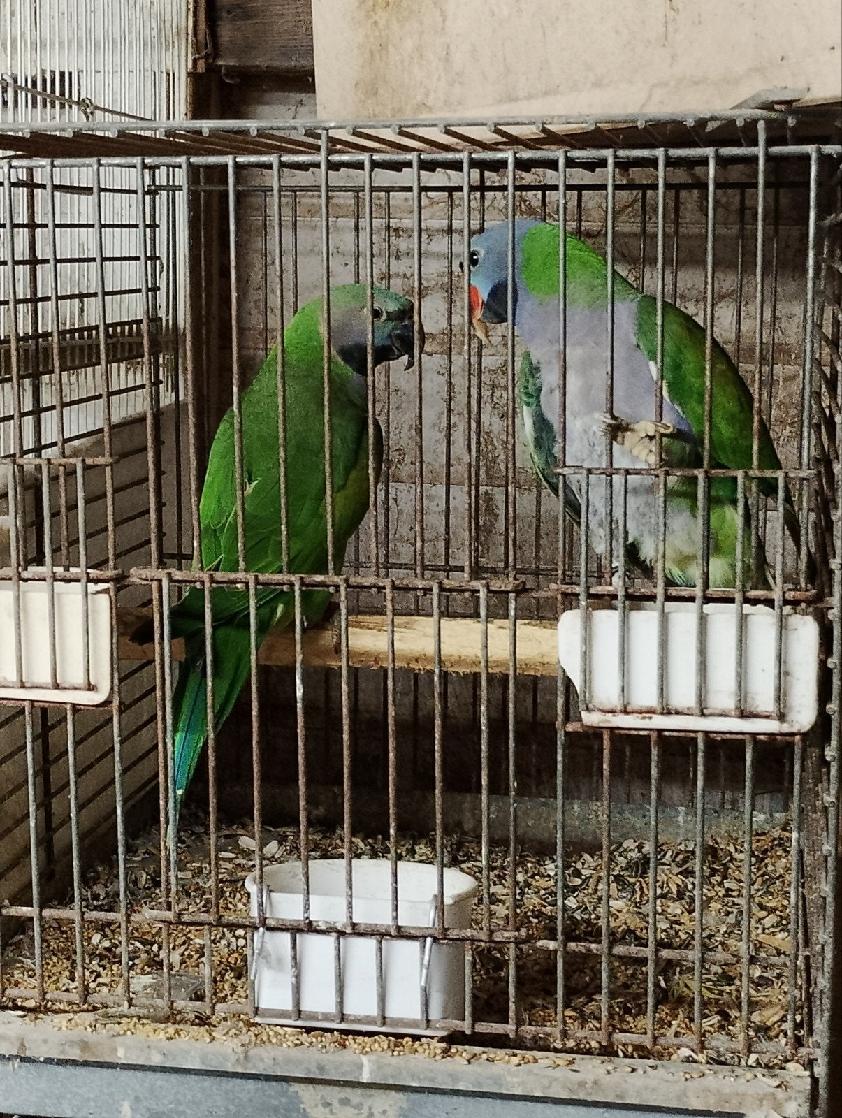 Derbian span zie info, Meerdere dieren, Parkiet, Geringd