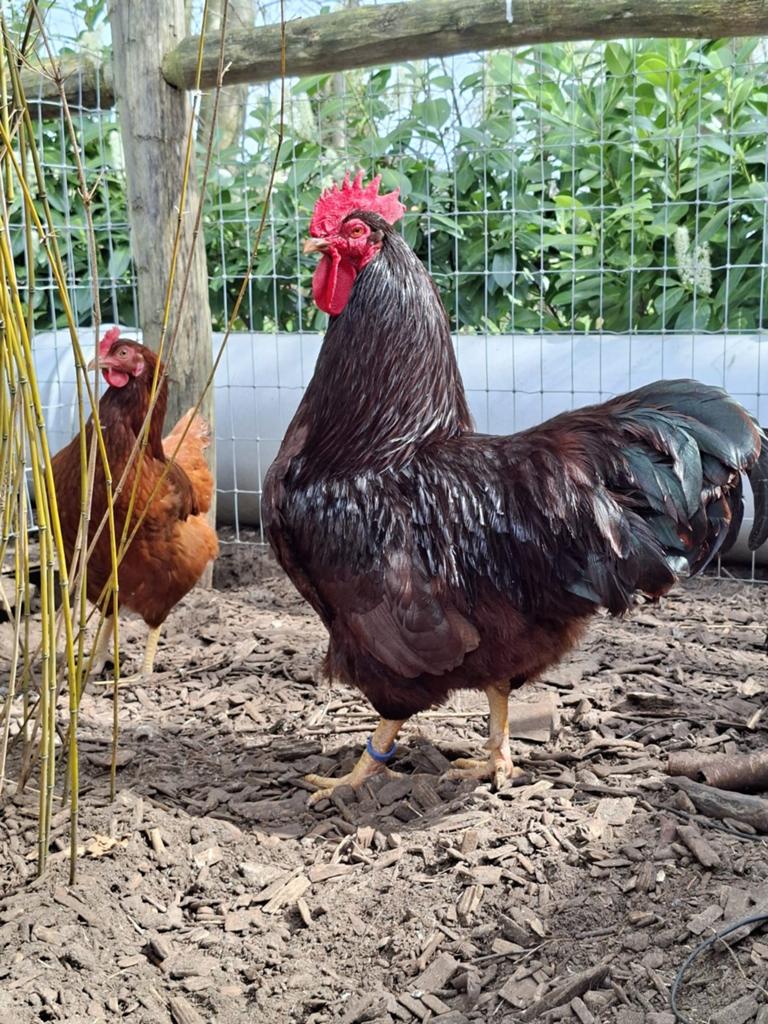 Broedeieren Rhode Island red., Dieren en Toebehoren, Pluimvee, Geslacht onbekend, Kip