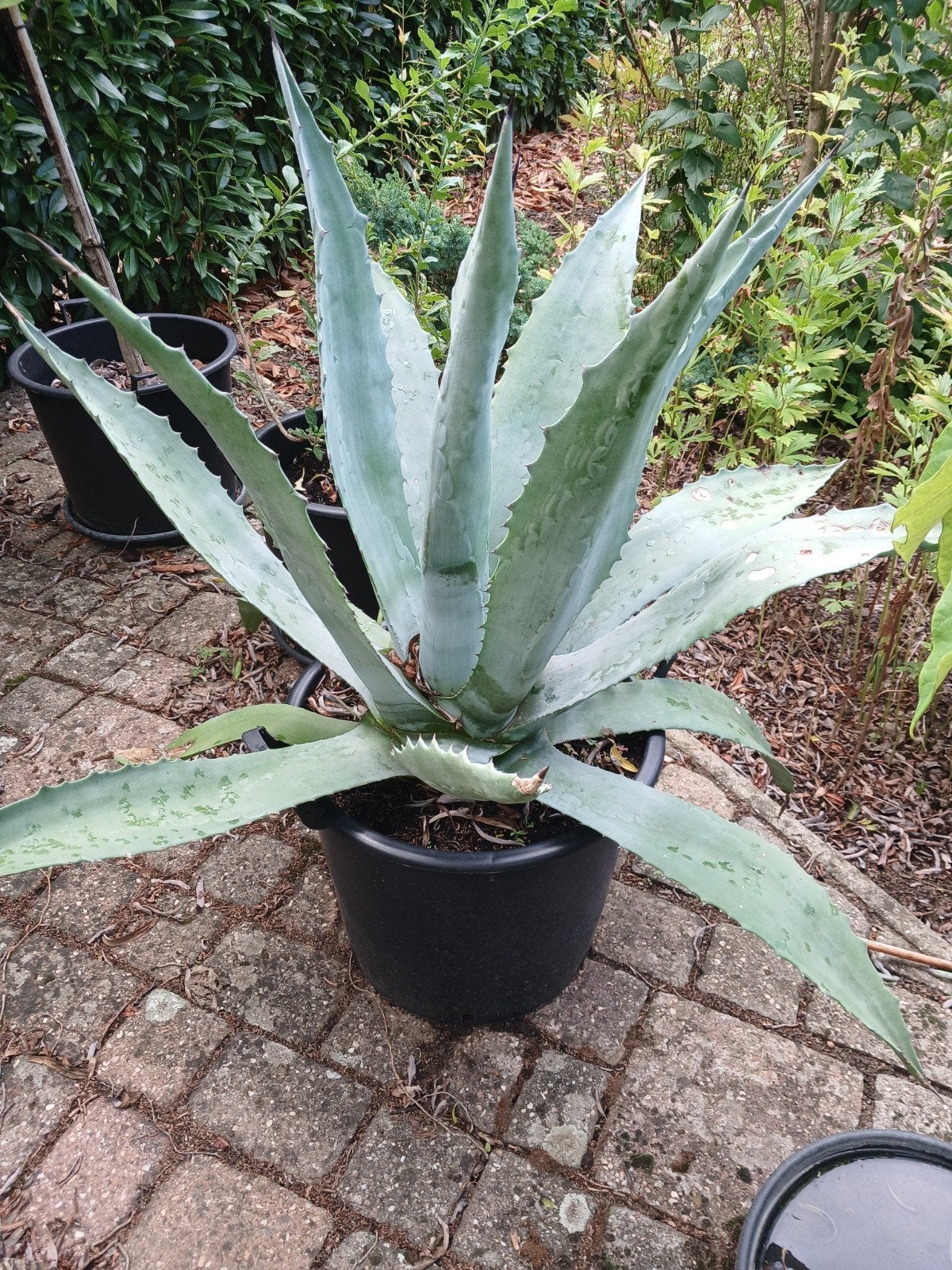 agave, Ophalen, Bloeit niet, Overige soorten, Volle zon
