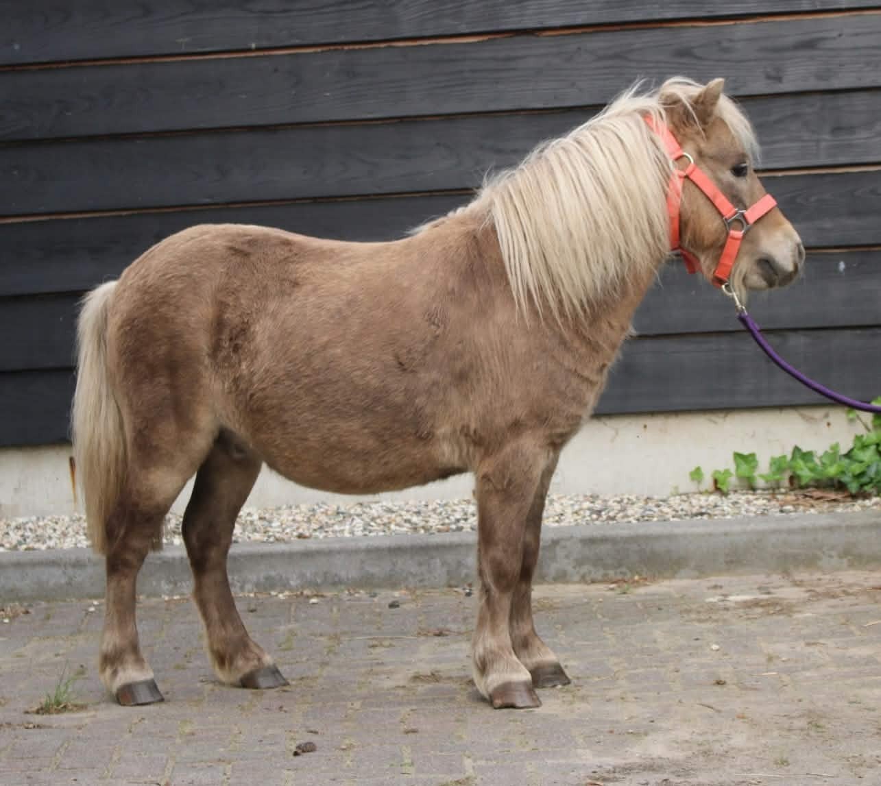 Te koop twee super leuke en lieve kinder shetlander pony's, Dieren en Toebehoren, Meerdere dieren, A pony (tot 1.17m), Met stamboom