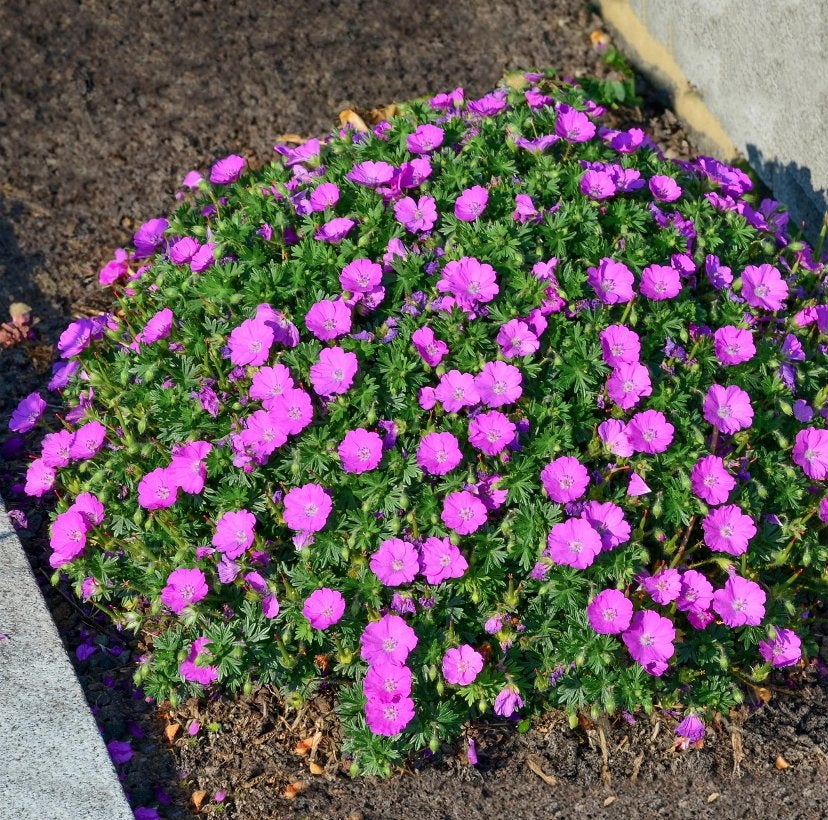 Tuinplanten - Geranium Diversen - Chemievrij - P9, Overige soorten, Vaste plant, Ophalen of Verzenden, Halfschaduw