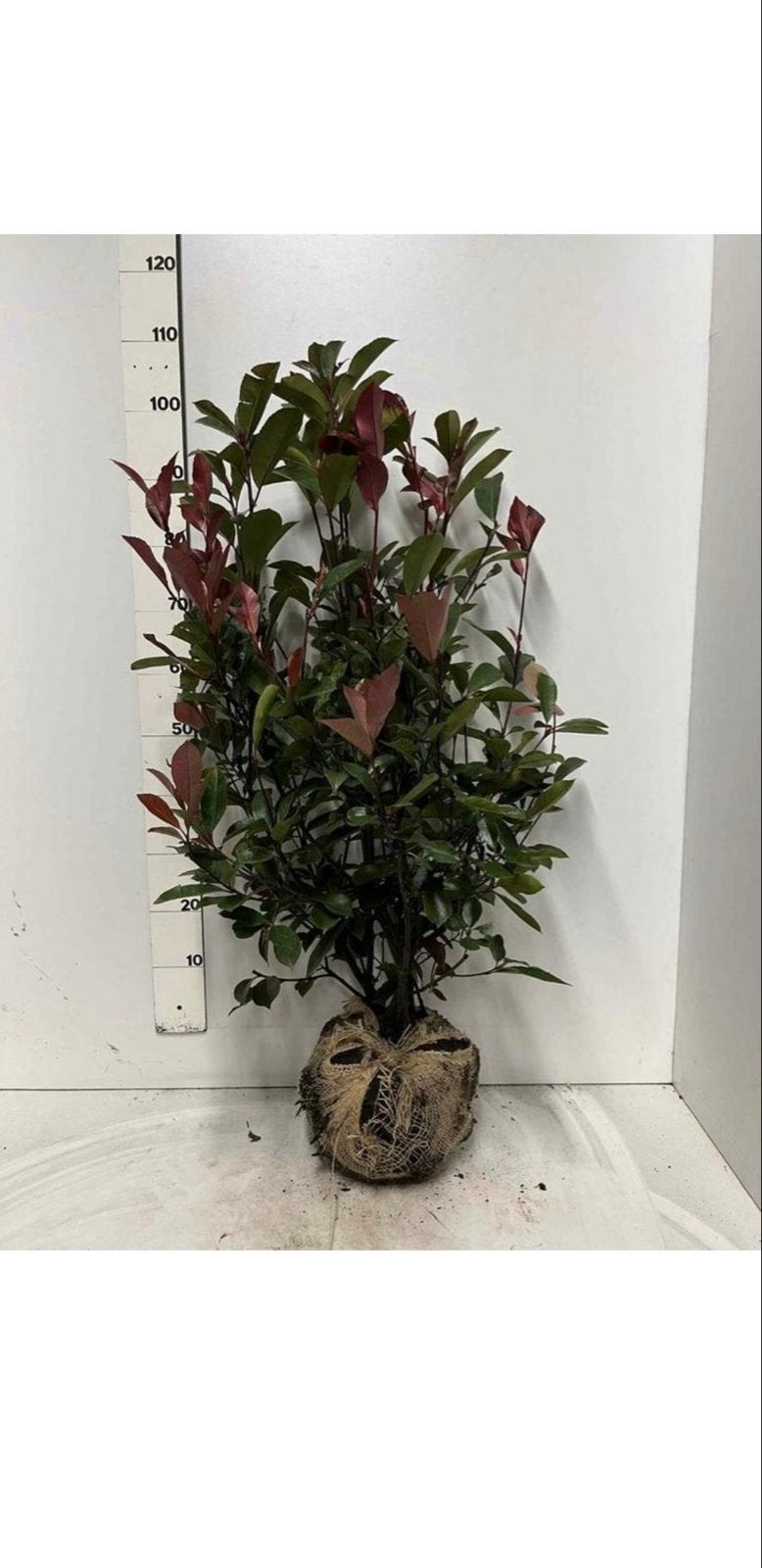 Photinia Red Robin - Glanzmispel, Overige soorten, Vaste plant, Ophalen of Verzenden, Halfschaduw