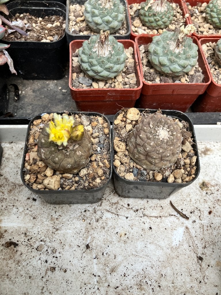 Copiapoa hypogaea 'Lizard Skin', 2 stuks, Huis en Inrichting, Kamerplanten, Ophalen of Verzenden, Halfschaduw, Minder dan 100 cm