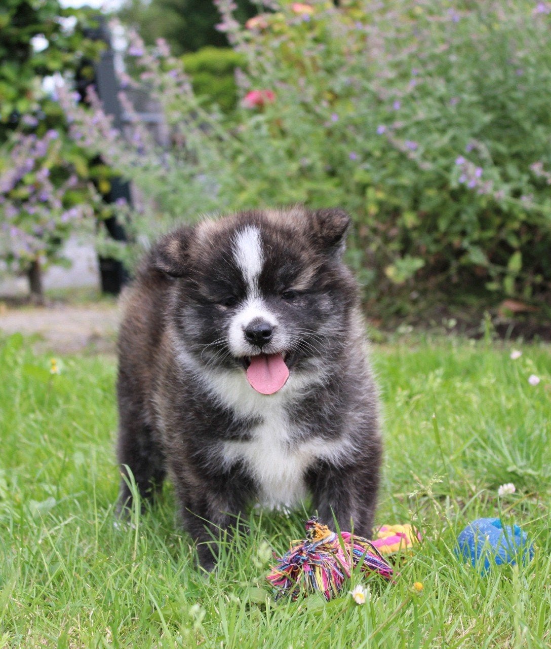 zeldzaam mooi getekende japanse akita inu pups, Dieren en Toebehoren, Honden | Poolhonden, Keeshonden en Oertypen, Parvo, Overige rassen